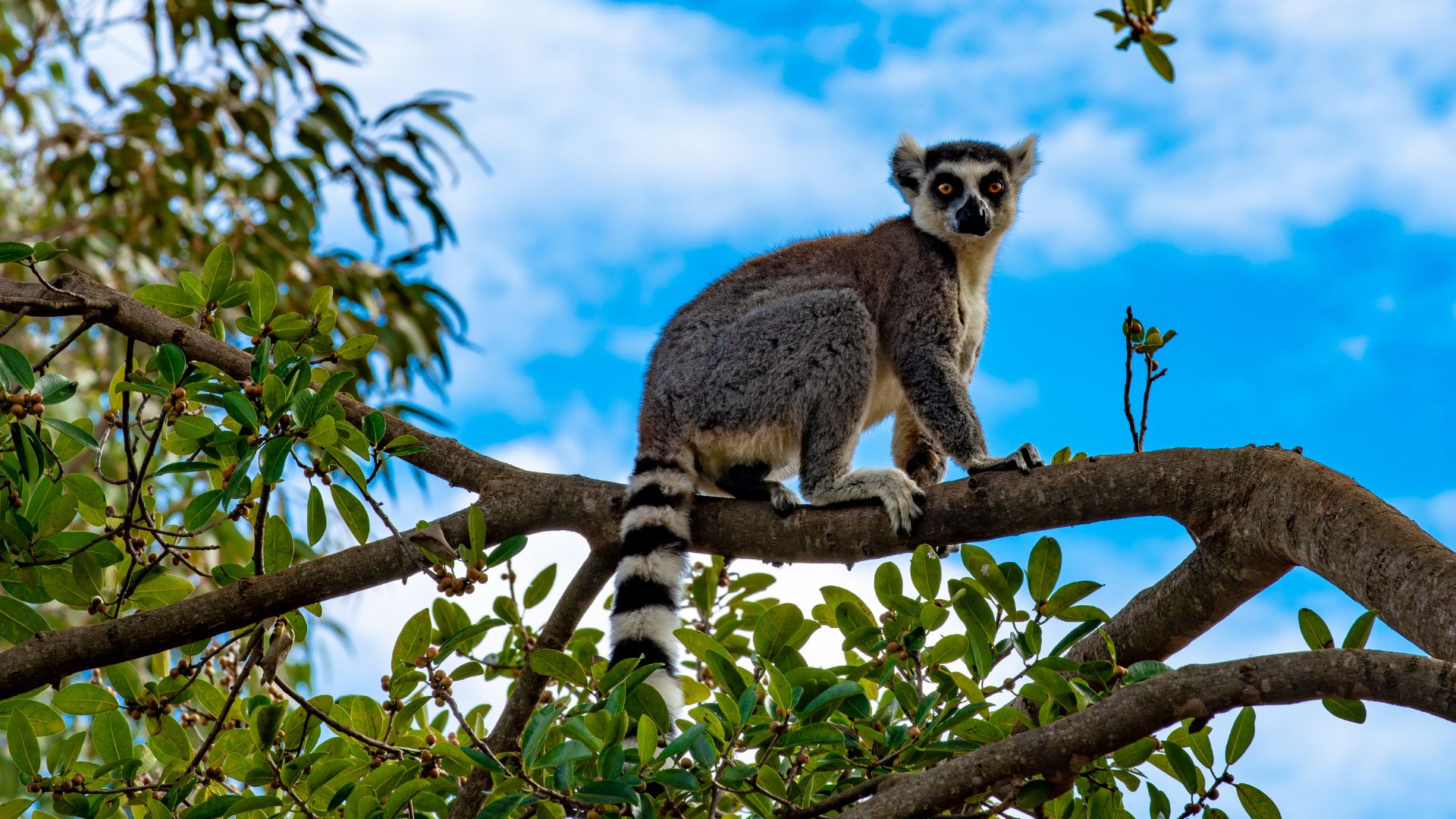 Is Madagascar Safe? Navigating Madagascar Safely as an Expat ... Biology Diagrams