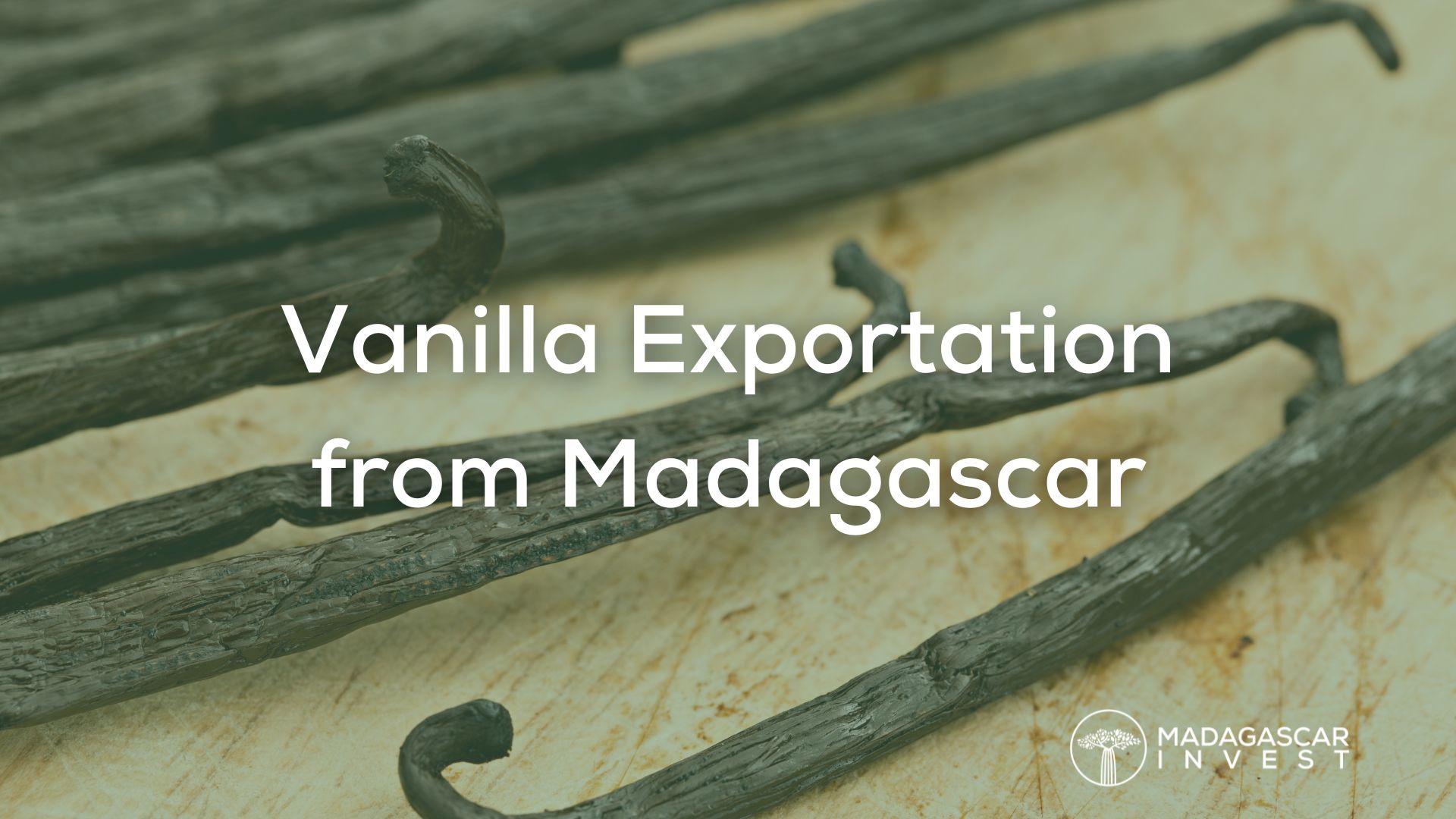 image de vanille exportée de Madagascar