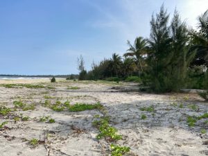 image of large beachfront property in Mahambo Madagascar with some trees in the background