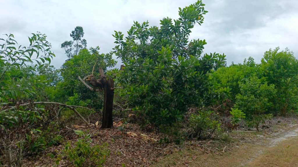 Terrains et terrains bon marché près de Foulpointe Madagascar 1