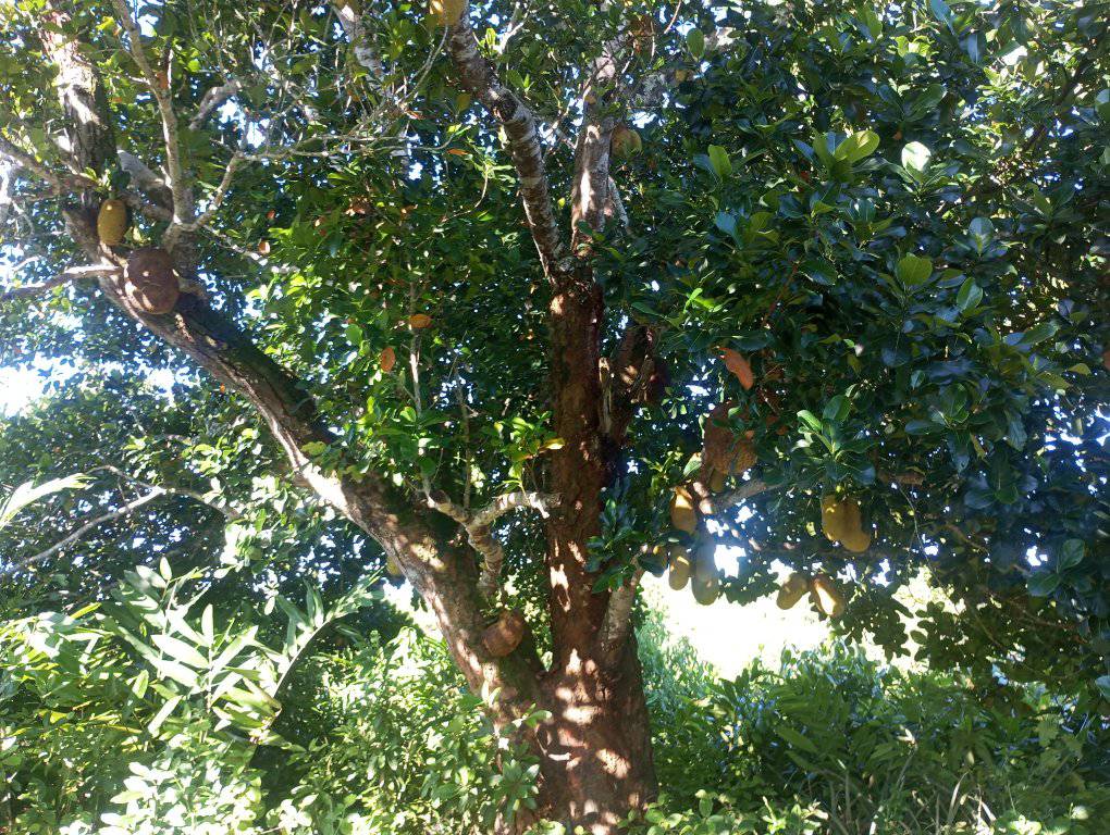 Terrains et terrains bon marché près de Foulpointe Madagascar 12