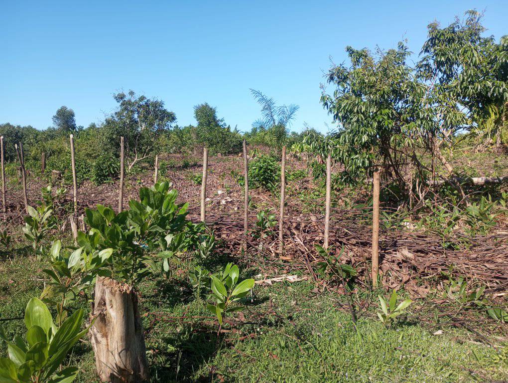 Terrains et terrains bon marché près de Foulpointe Madagascar 13