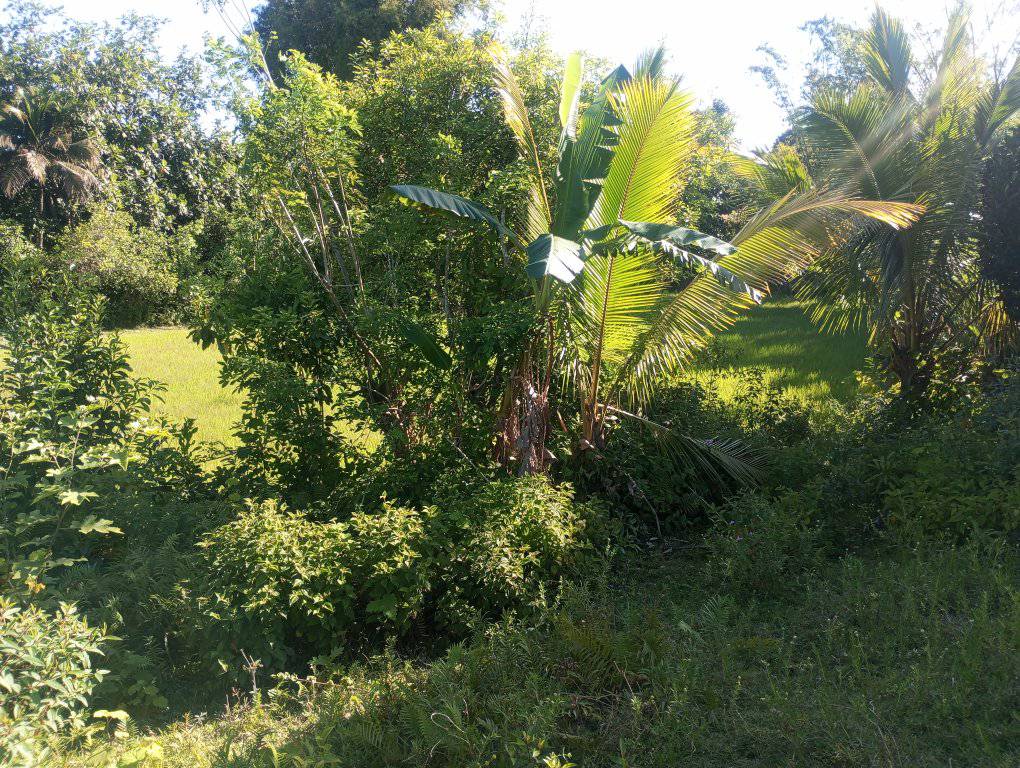 Terrains et terrains bon marché près de Foulpointe Madagascar 8