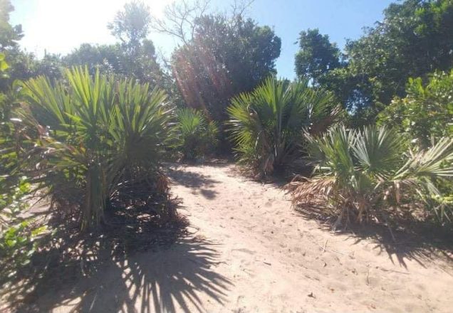 Beachfront Manompana 10 Hectares 4