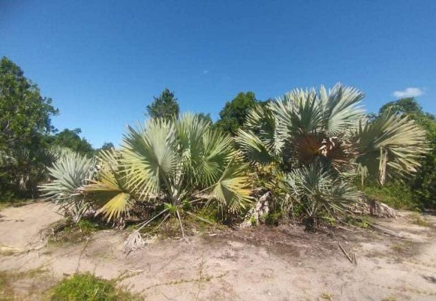 Beachfront Manompana 10 Hectares 5