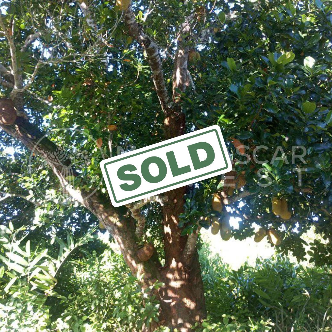 affordable land near foulpointe sold 4 (SOLD) Huge 5,000 m² Plot Near Foulpointe Beach for €10,000