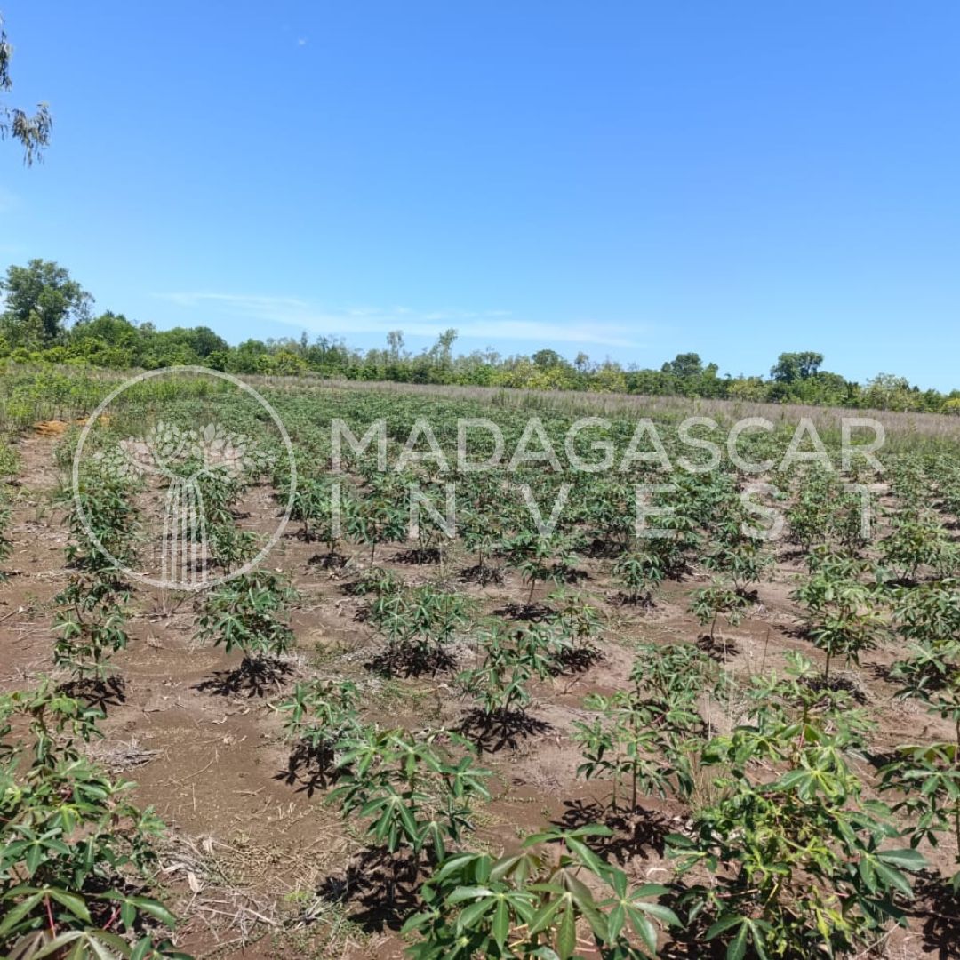 Ambanja-10-Hectare-Farmland-Property-Watermarked-4