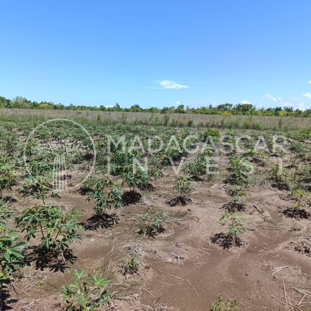 Ambanja-10-Hectare-Farmland-Property-Watermarked-5