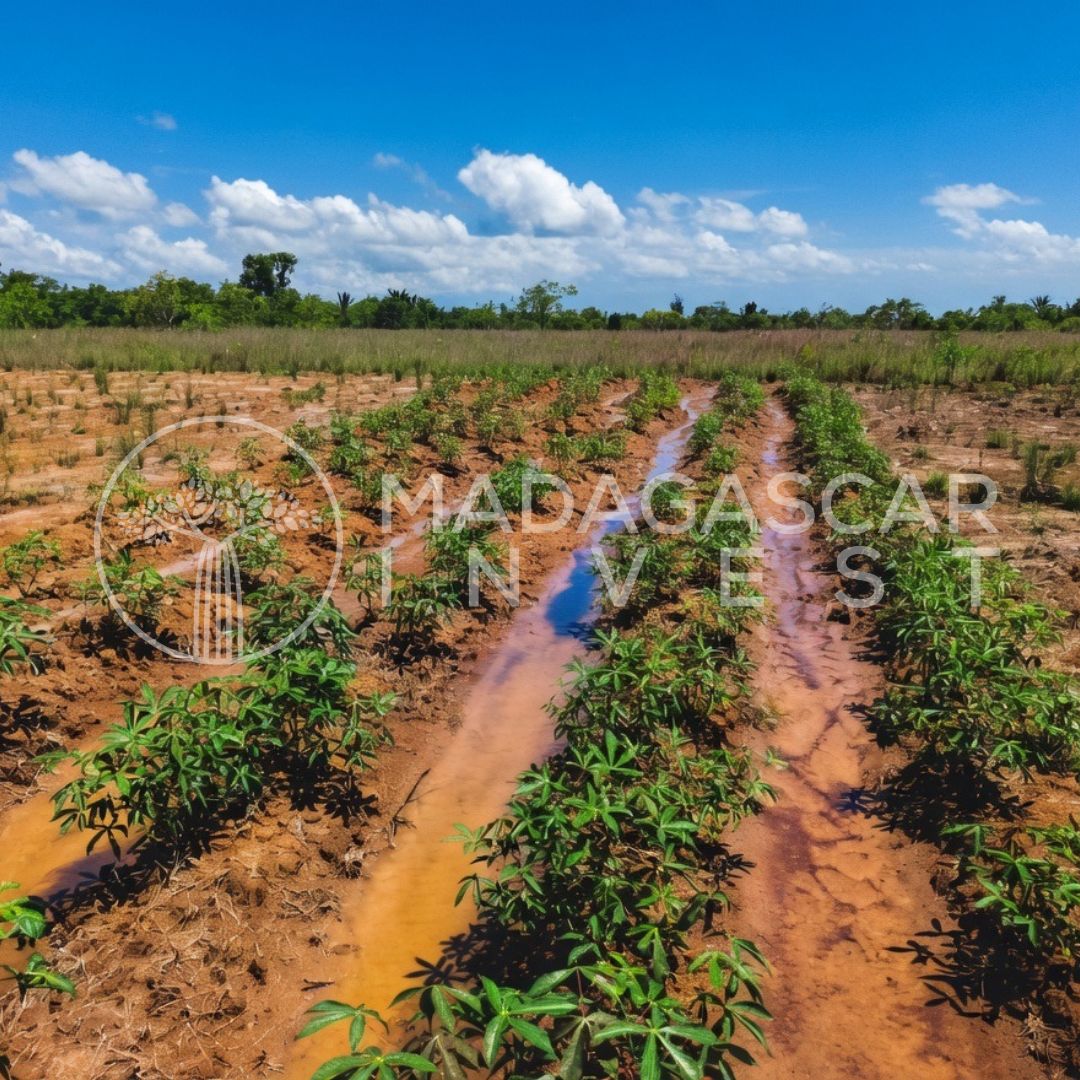 Ambanja-10-Hectare-Farmland-Property-Watermarked-6