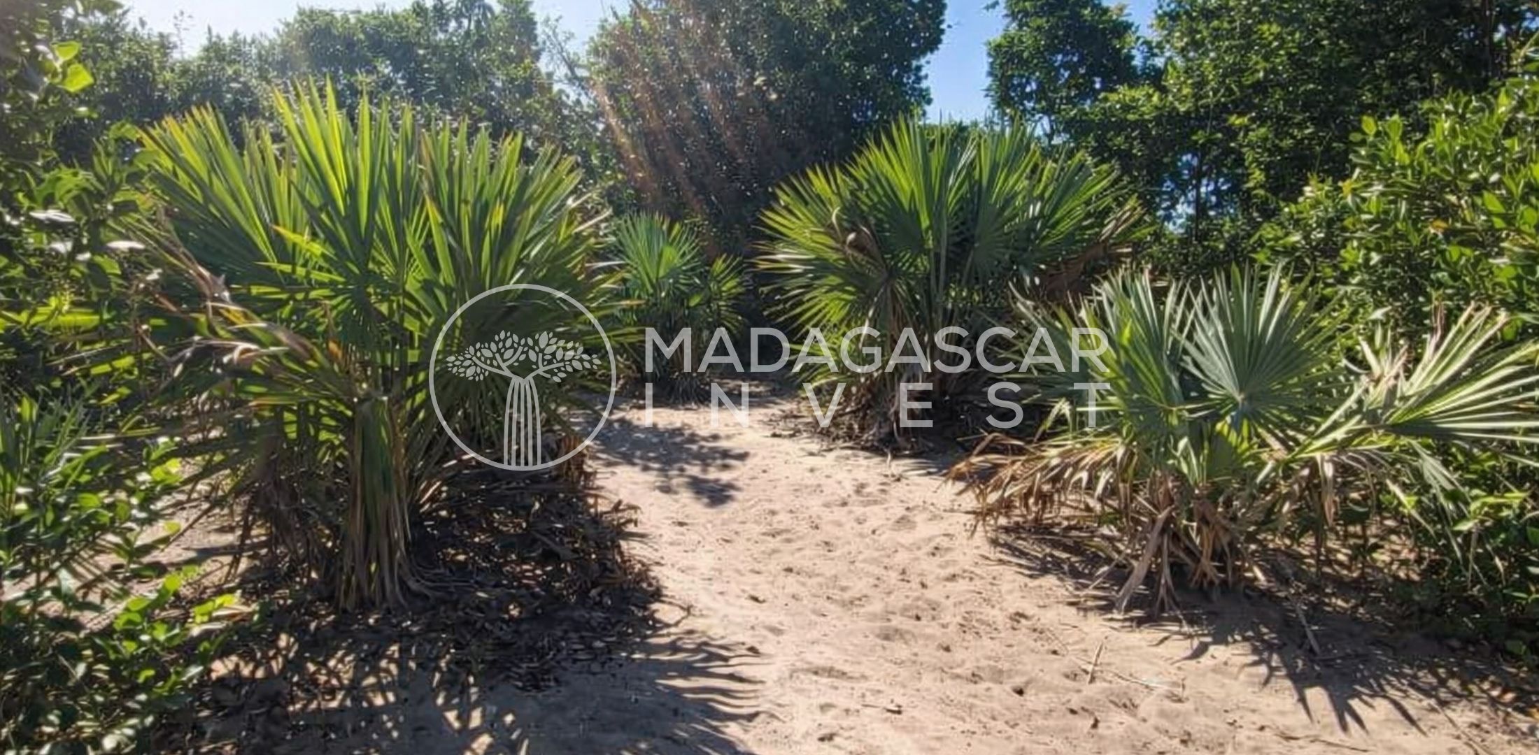 Large-7.5-Hectares-Beachfront-Land-in-Manompana-3