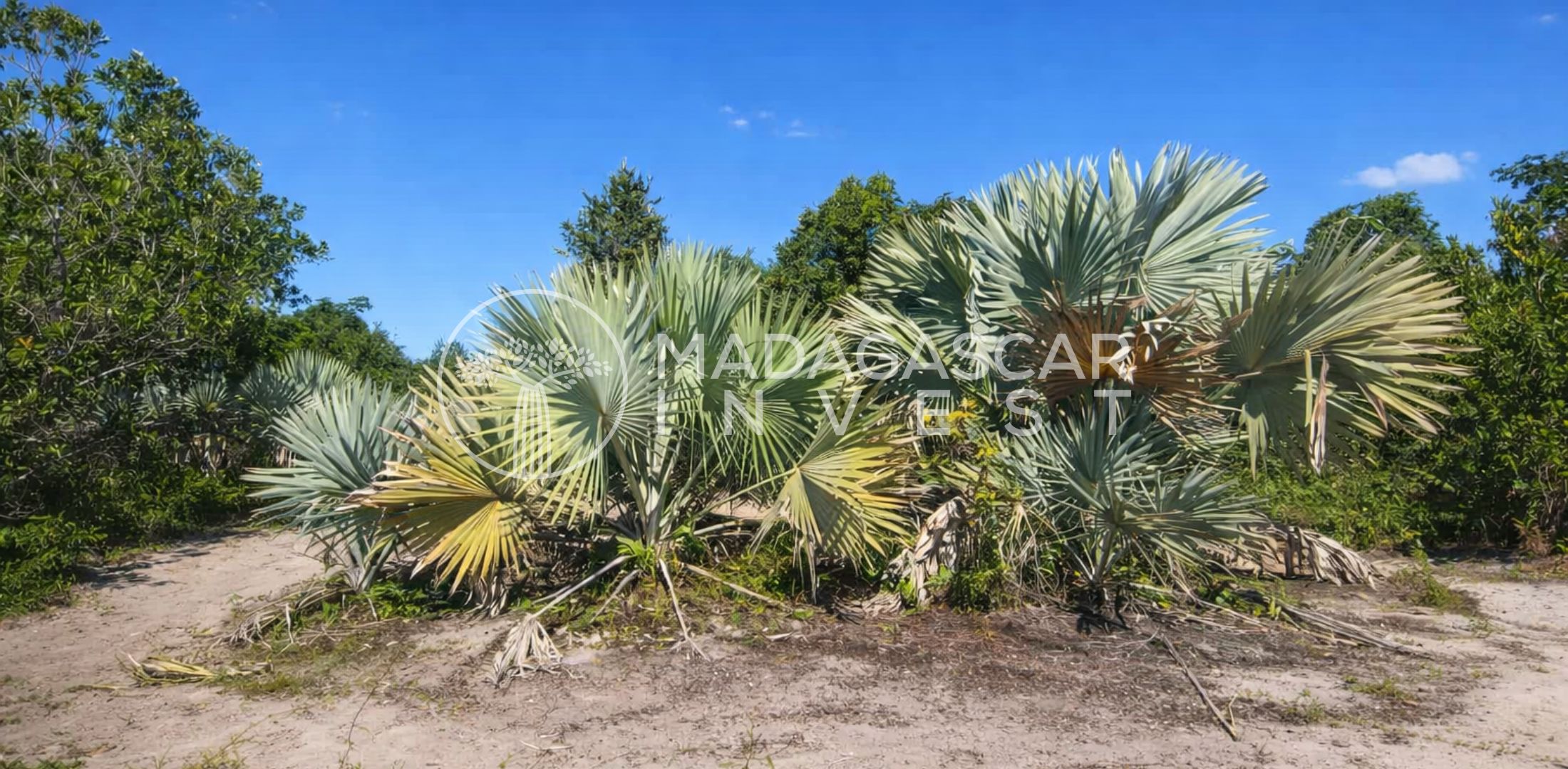 Large-7.5-Hectares-Beachfront-Land-in-Manompana-4