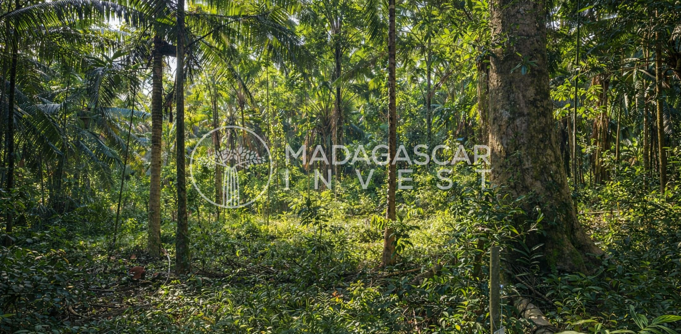 Large-7.5-Hectares-Beachfront-Land-in-Manompana-5