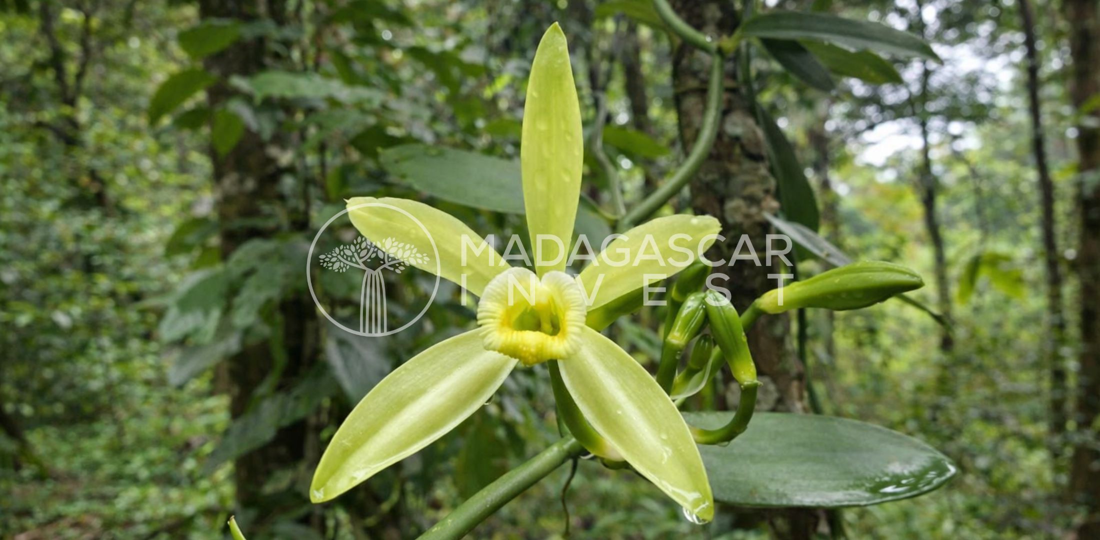 Large-7.5-Hectares-Beachfront-Land-in-Manompana-6