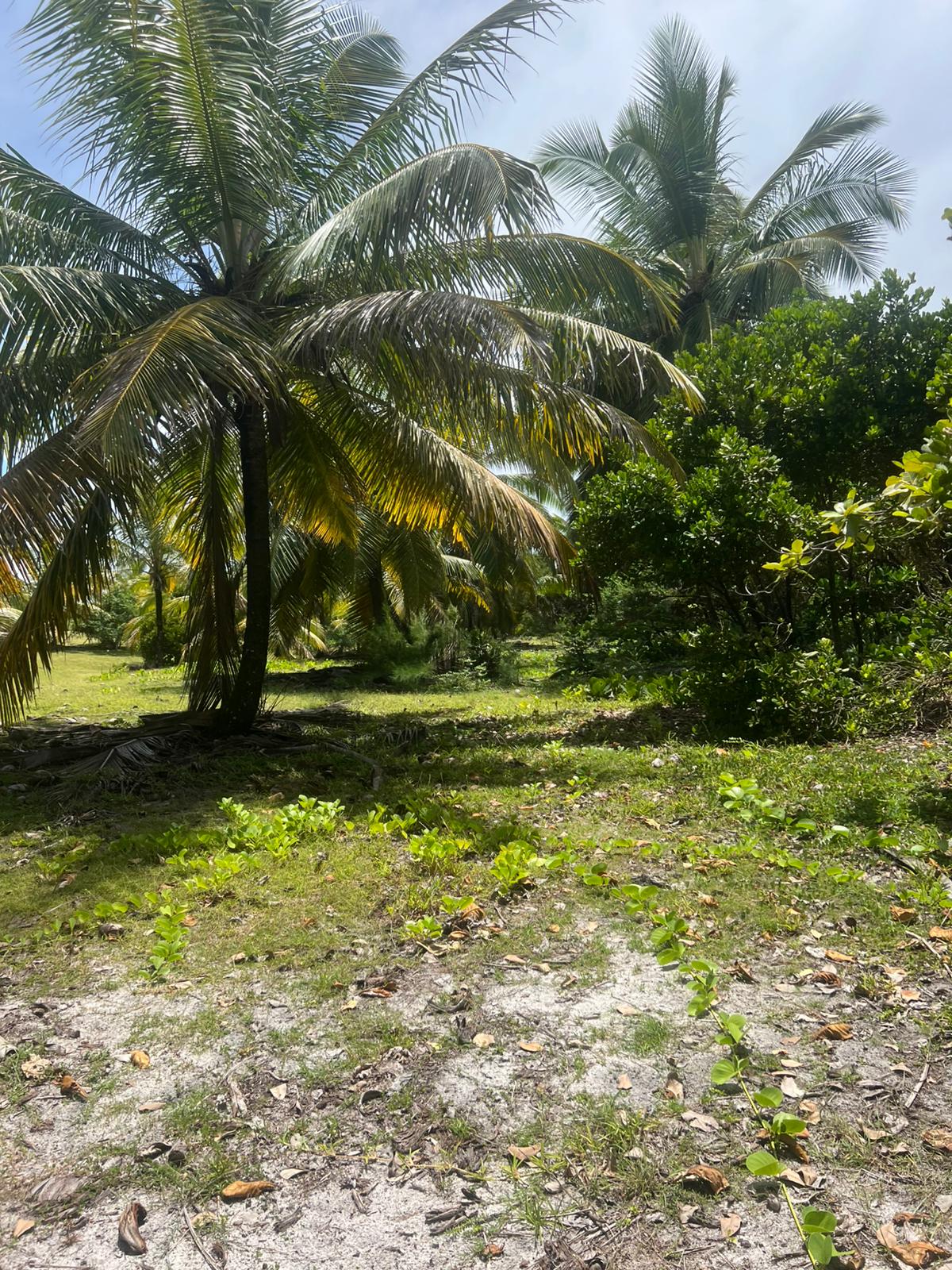 Secluded-Beachfront-Land-on-Sainte-Marie-Island-3