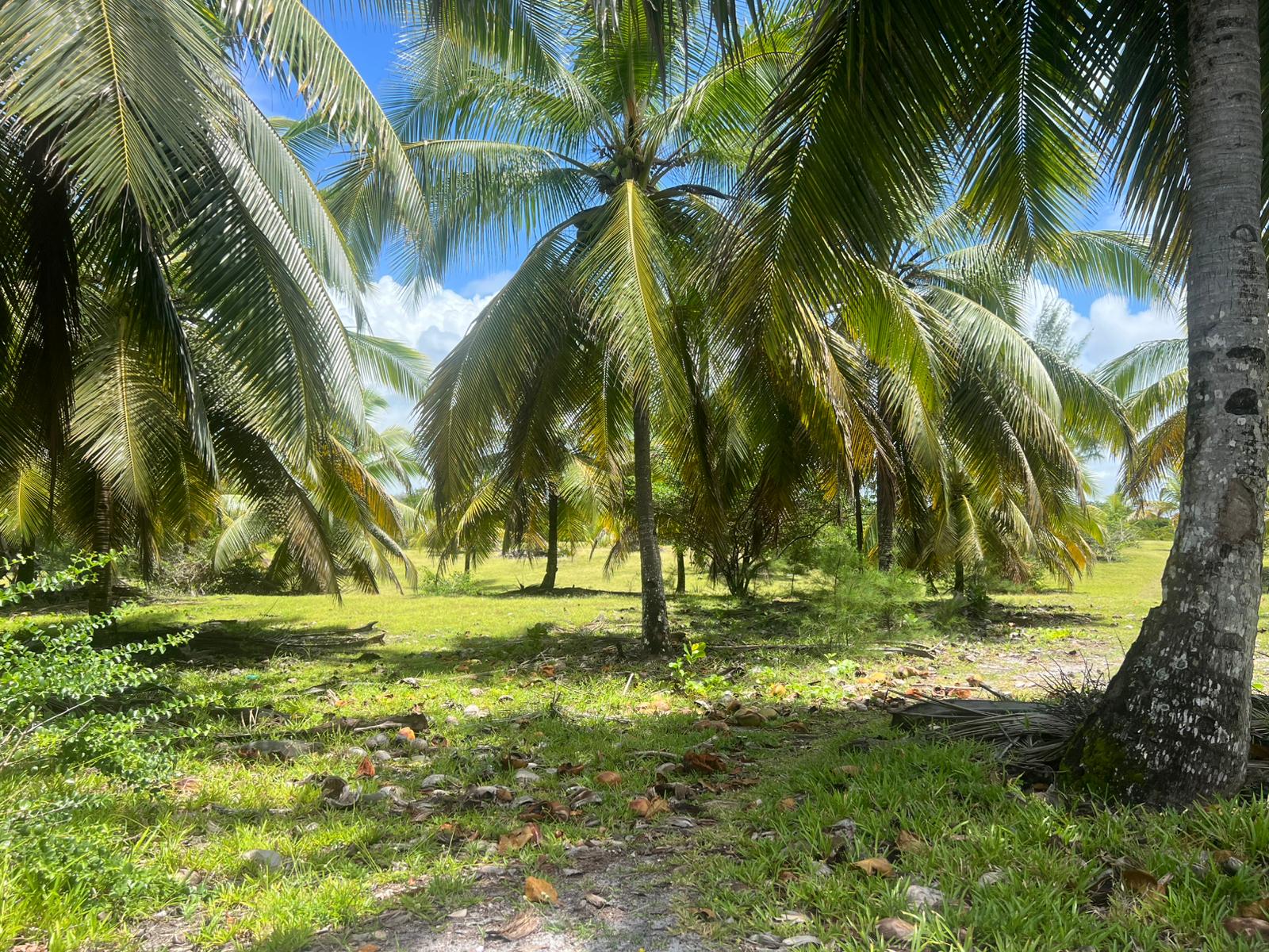 Secluded-Beachfront-Land-on-Sainte-Marie-Island-5