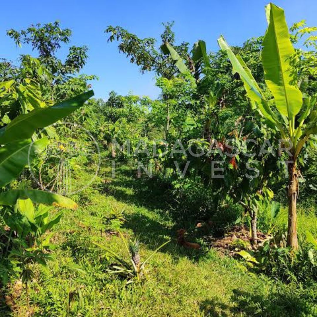 1-Hectare Farmland for Sale in the Bongolava Region