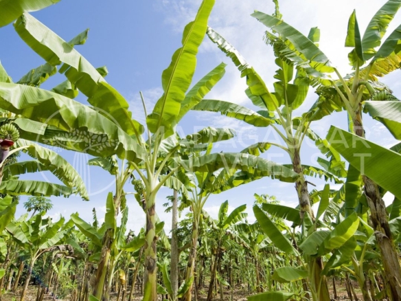 1-Hectare Farmland for Sale in the Bongolava Region