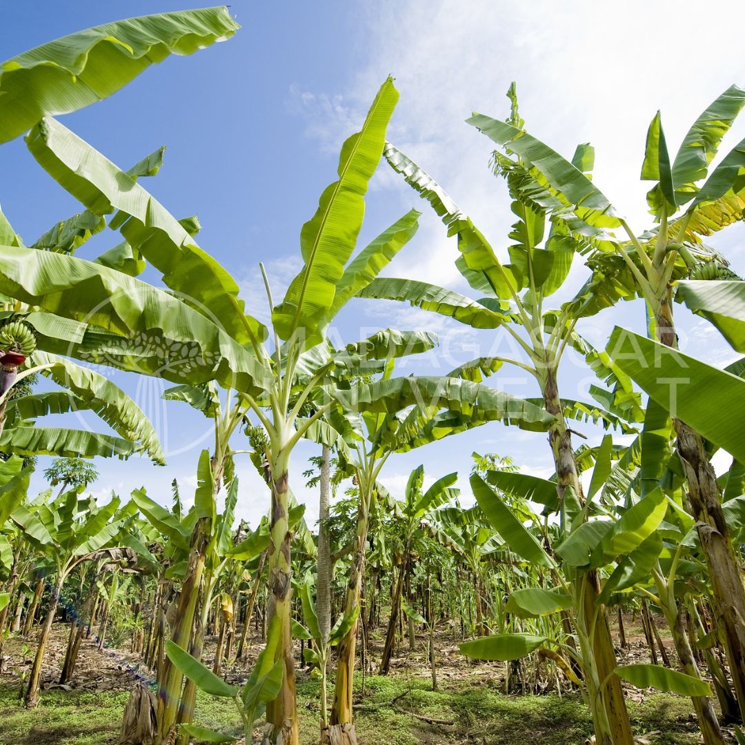 1-Hectare Farmland for Sale in the Bongolava Region