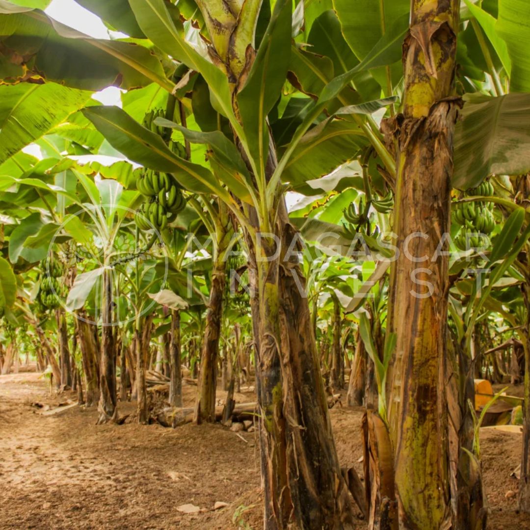 1-Hectare Farmland for Sale in the Bongolava Region