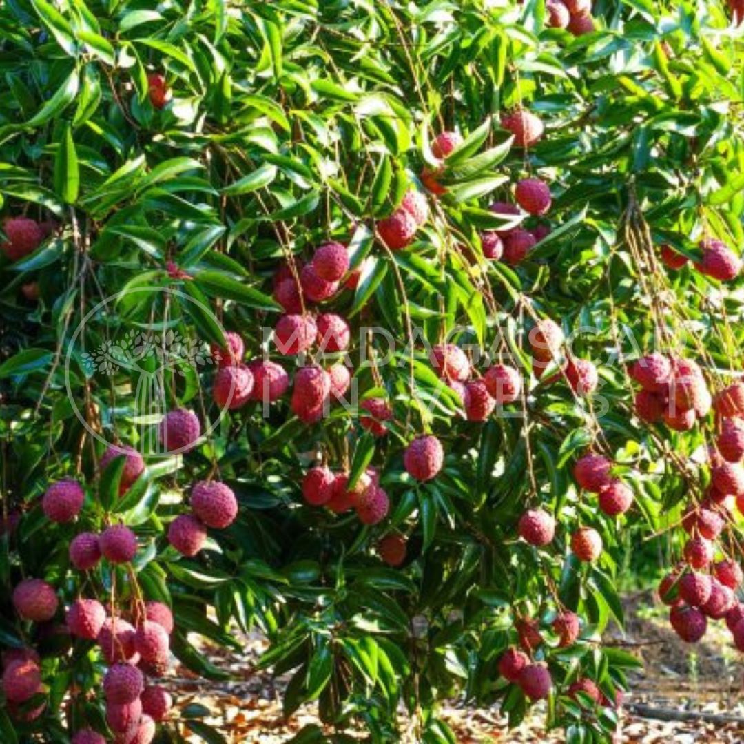 1-Hectare Farmland for Sale in the Bongolava Region