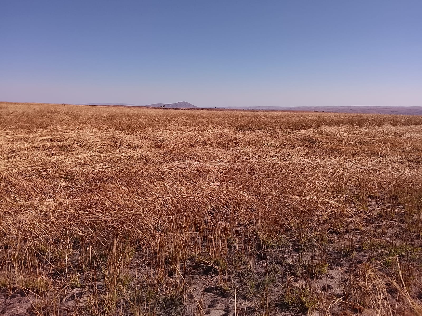 1-Hectare Farmland Lots – Managed Plantation Investments in Bongolava