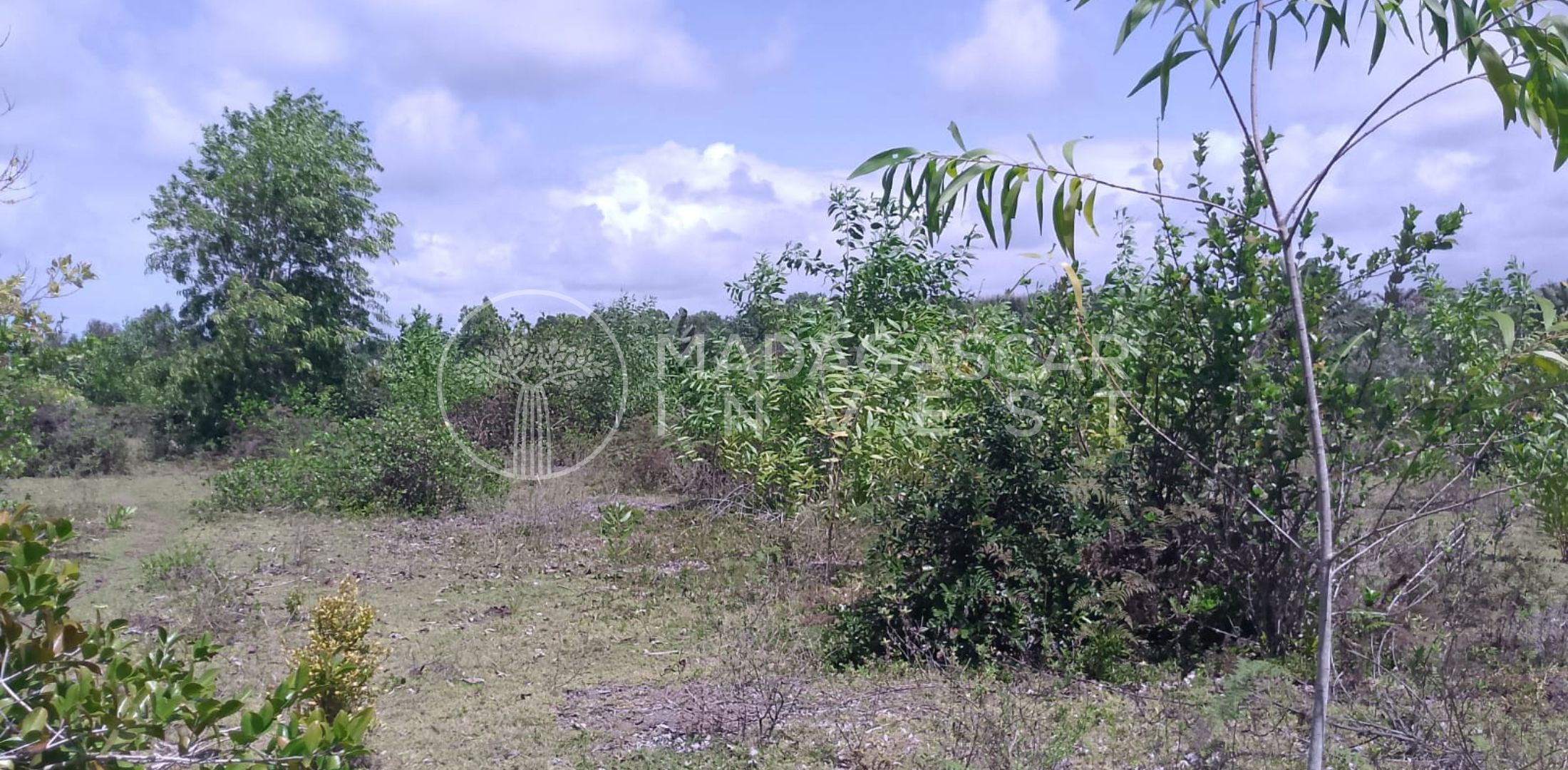 on the mahambo 3 hectare property looking northeast