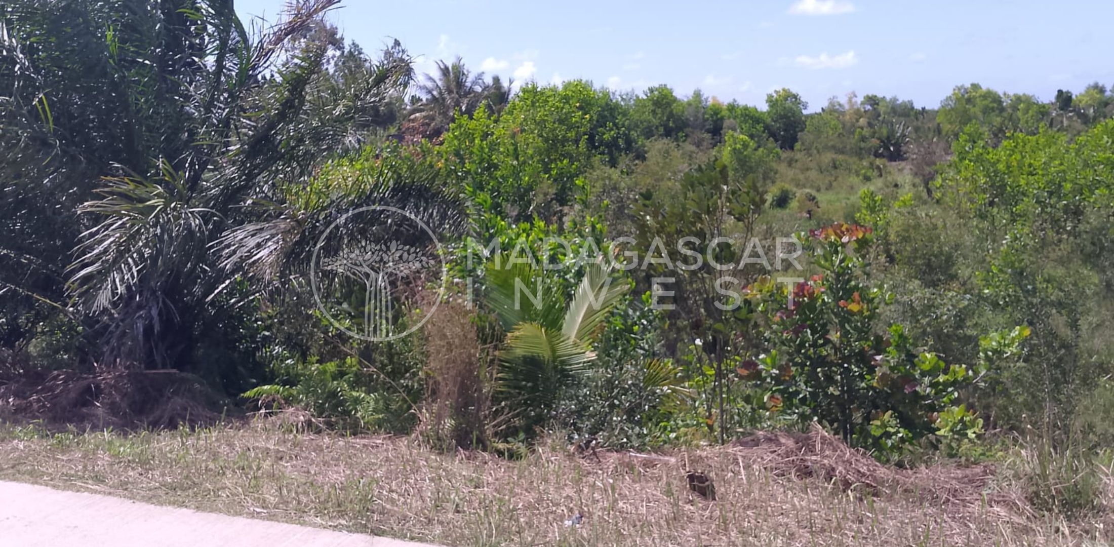 Terrain de 3 hectares en bord de route près de Mahambo, à proximité de la plage