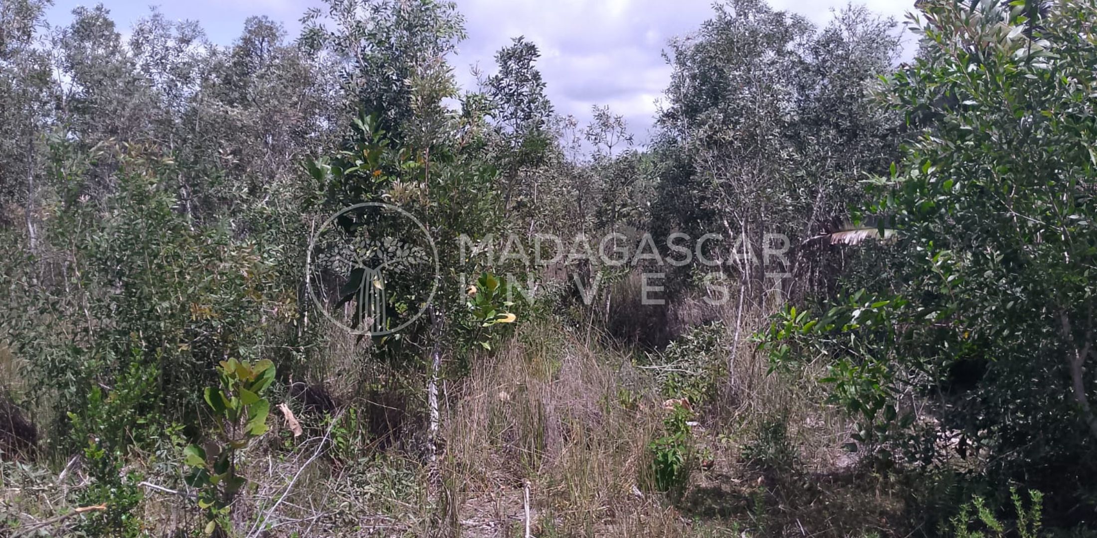 view of the mahambo property looking west