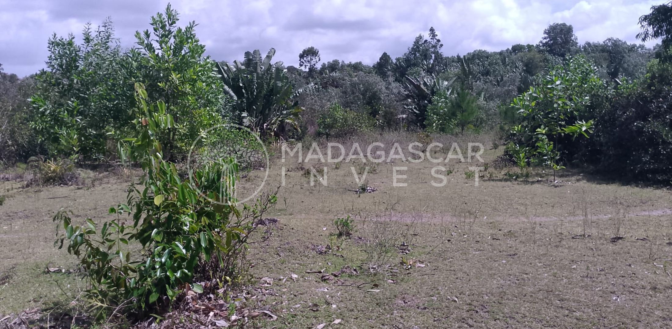 path on the mahambo property running north to south