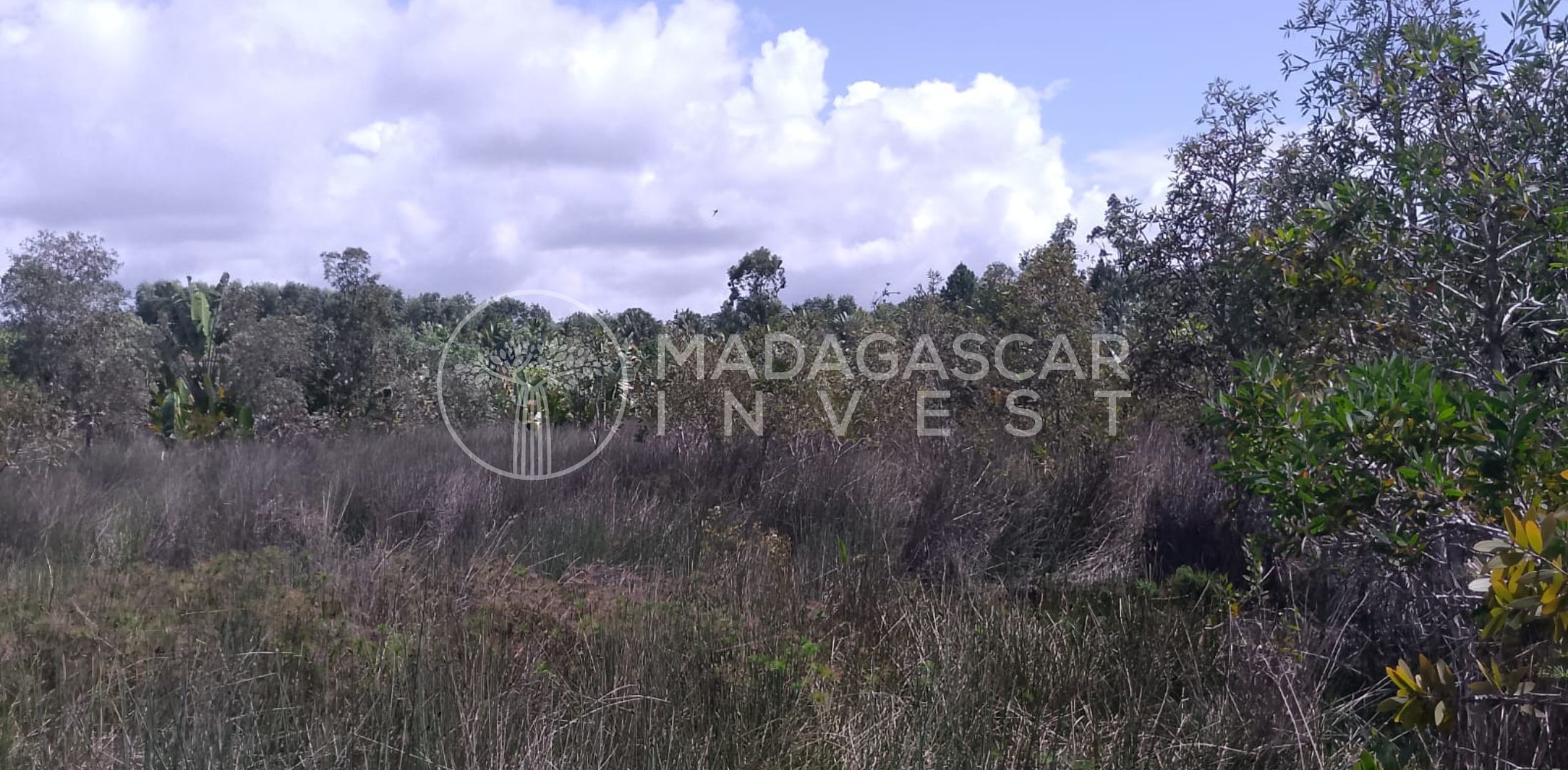 view of the mahambo property looking north