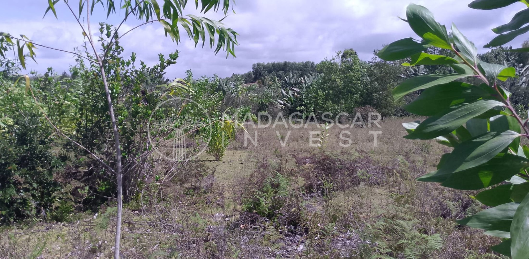 view of the mahambo property looking east